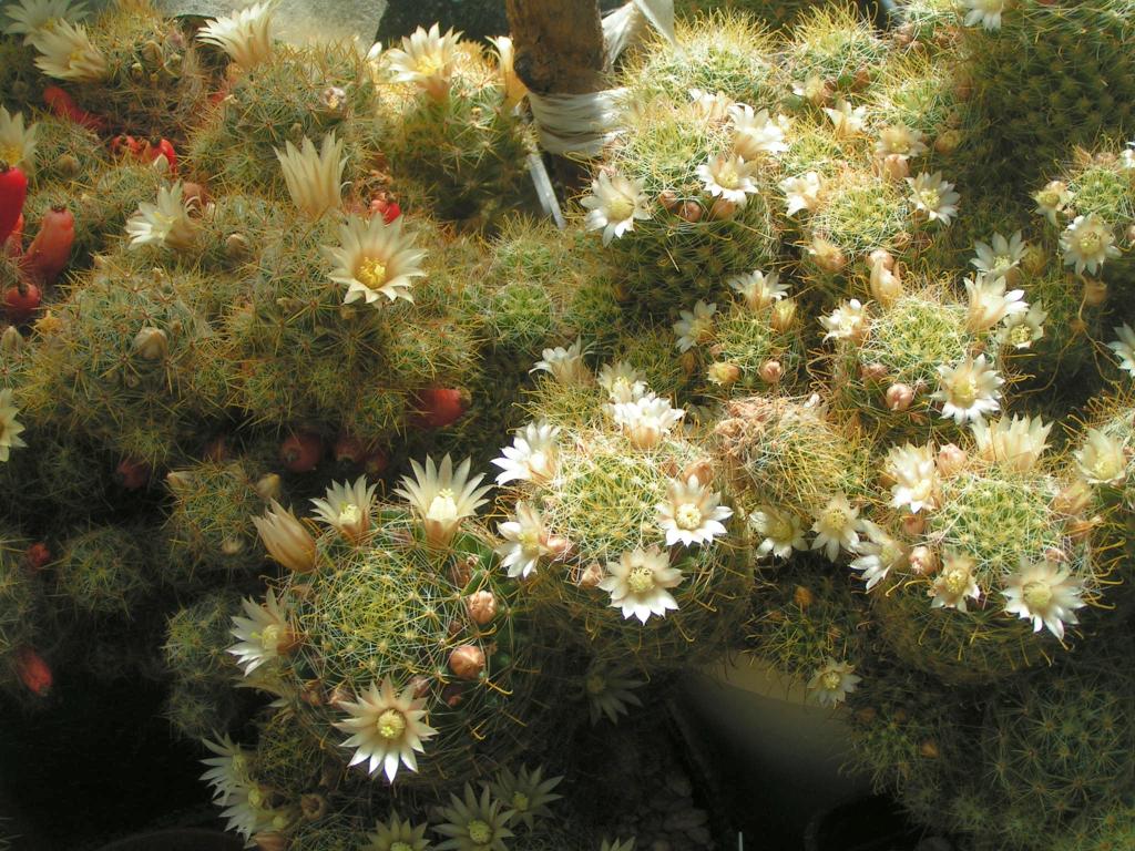 Mammillaria wildii